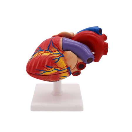 Набор моделей «Сердце позвоночных» (7 моделей)